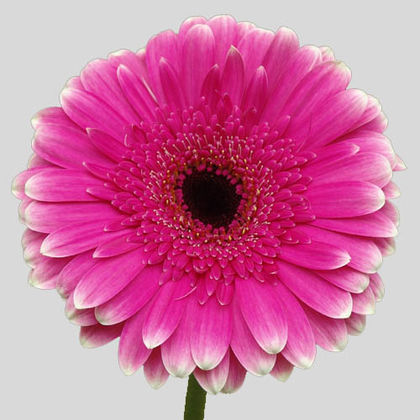 Pink gerbera daisy discount